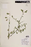 Hybanthus mexicanus subsp. occidentalis image