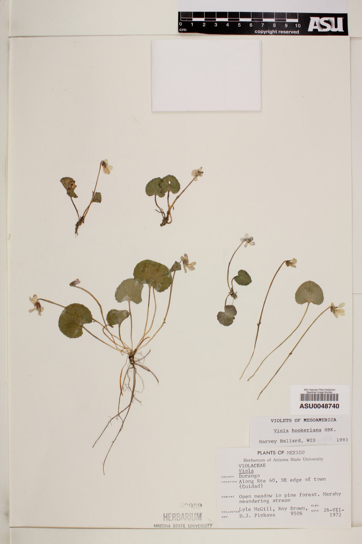 Viola hookeriana image