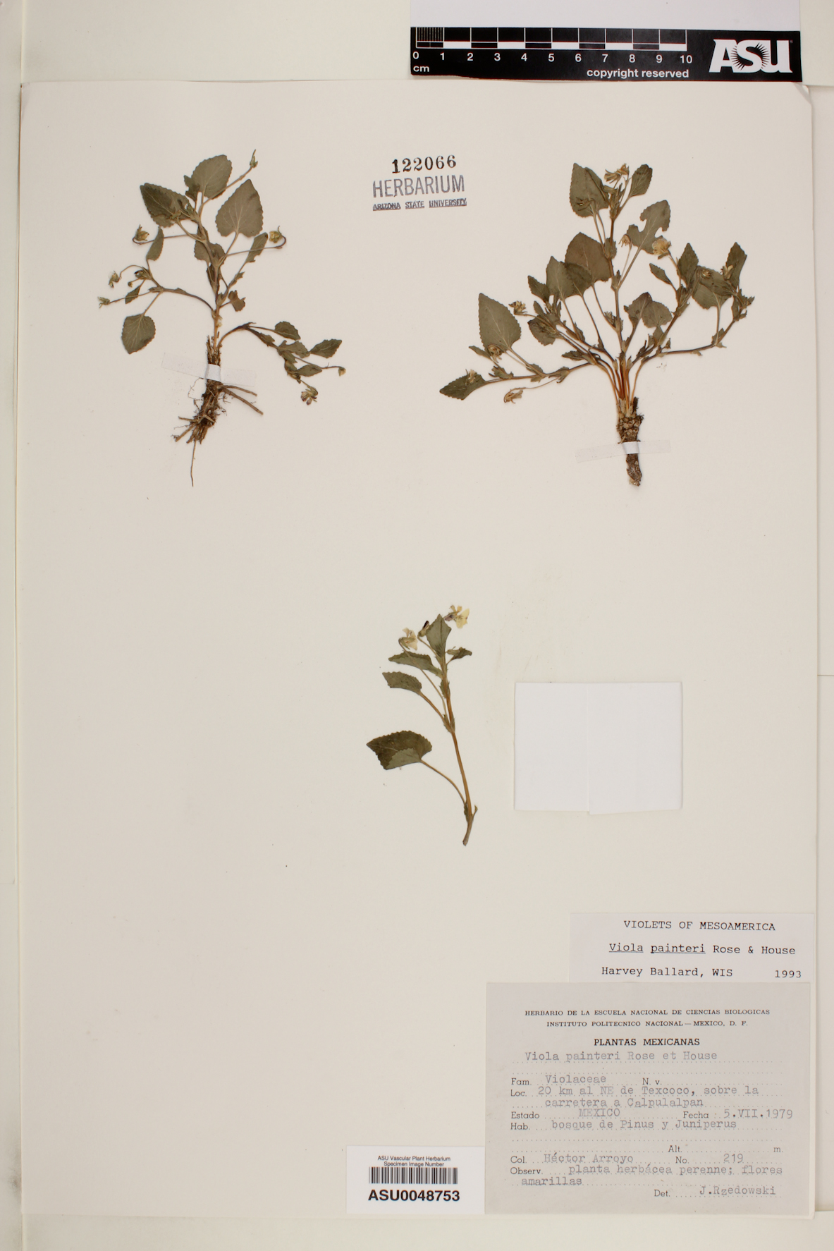 Viola painteri image