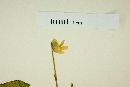 Viola maculata image
