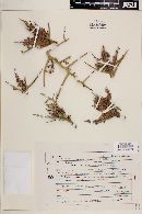 Holacantha stewartii image