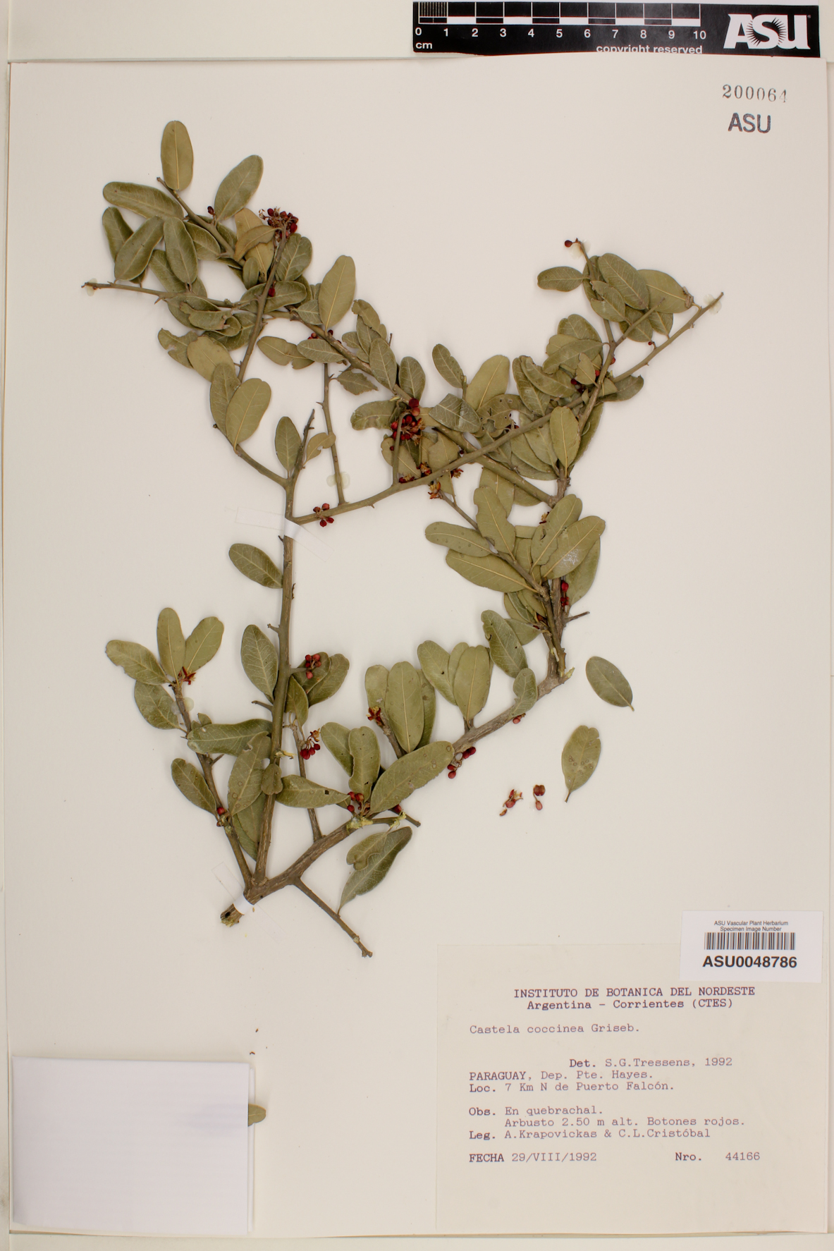 Castela coccinea image