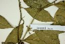 Castela tweedii image