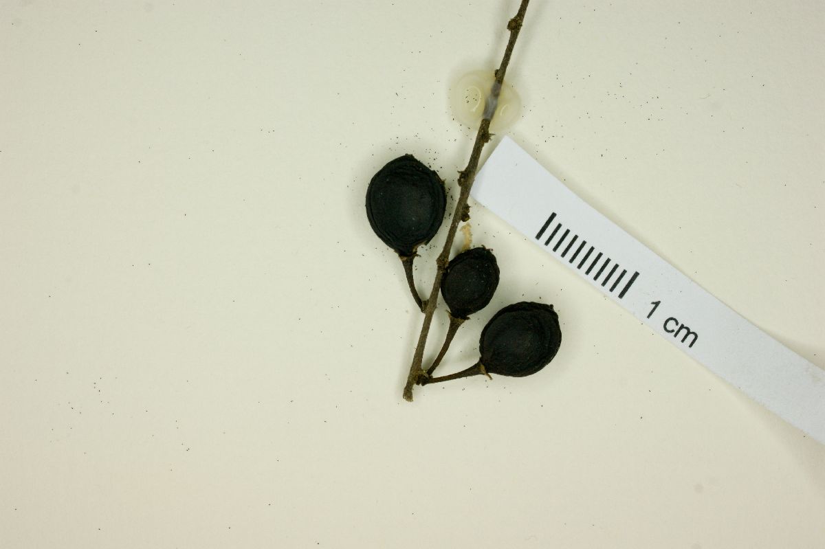 Picramnia antidesma subsp. fessonia image