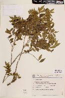 Image of Picramnia parvifolia