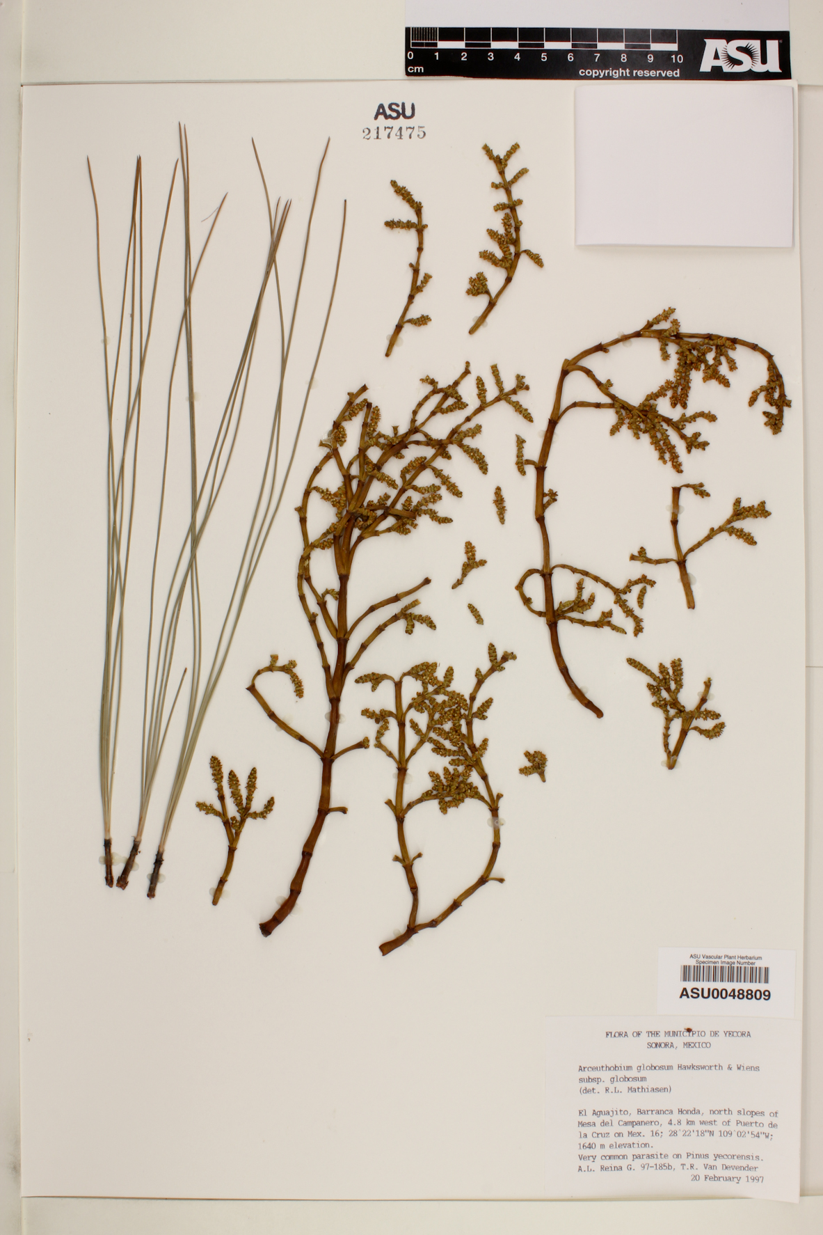 Arceuthobium globosum subsp. globosum image