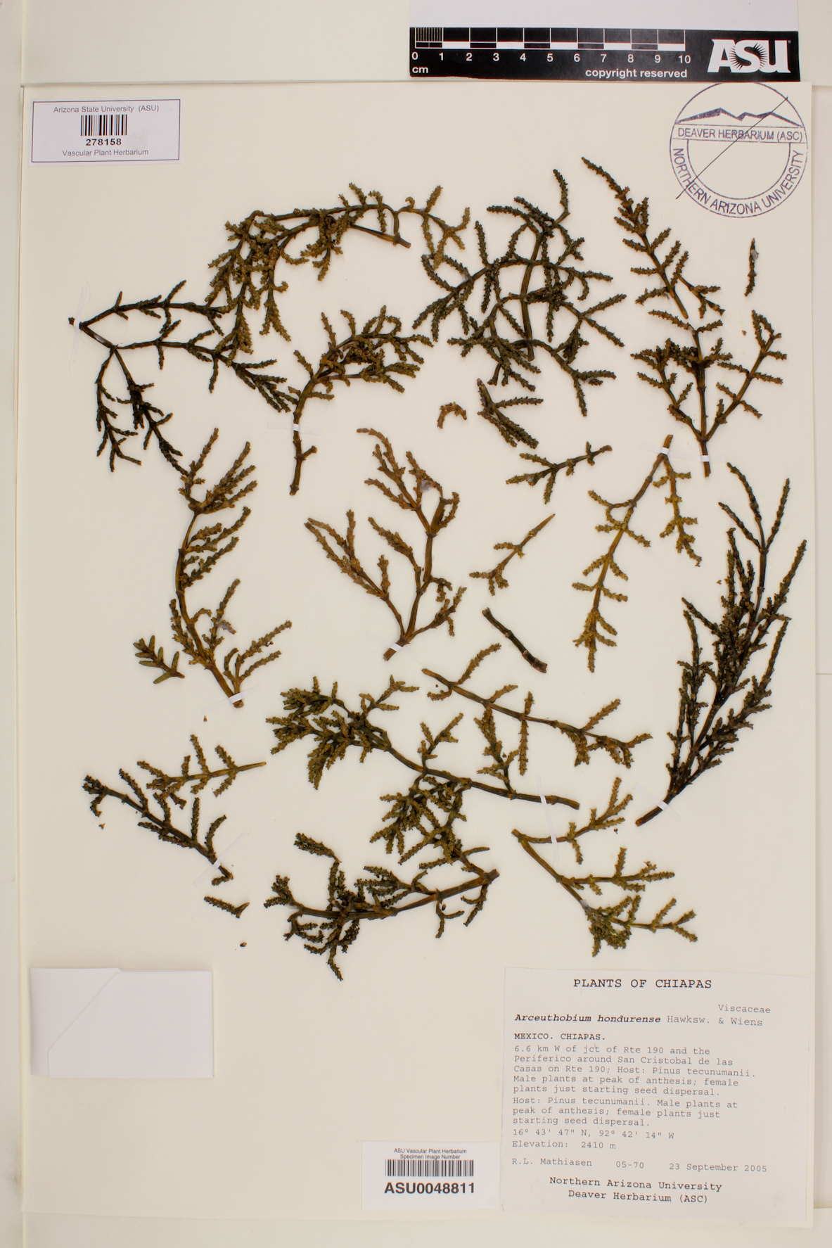 Arceuthobium hondurense image