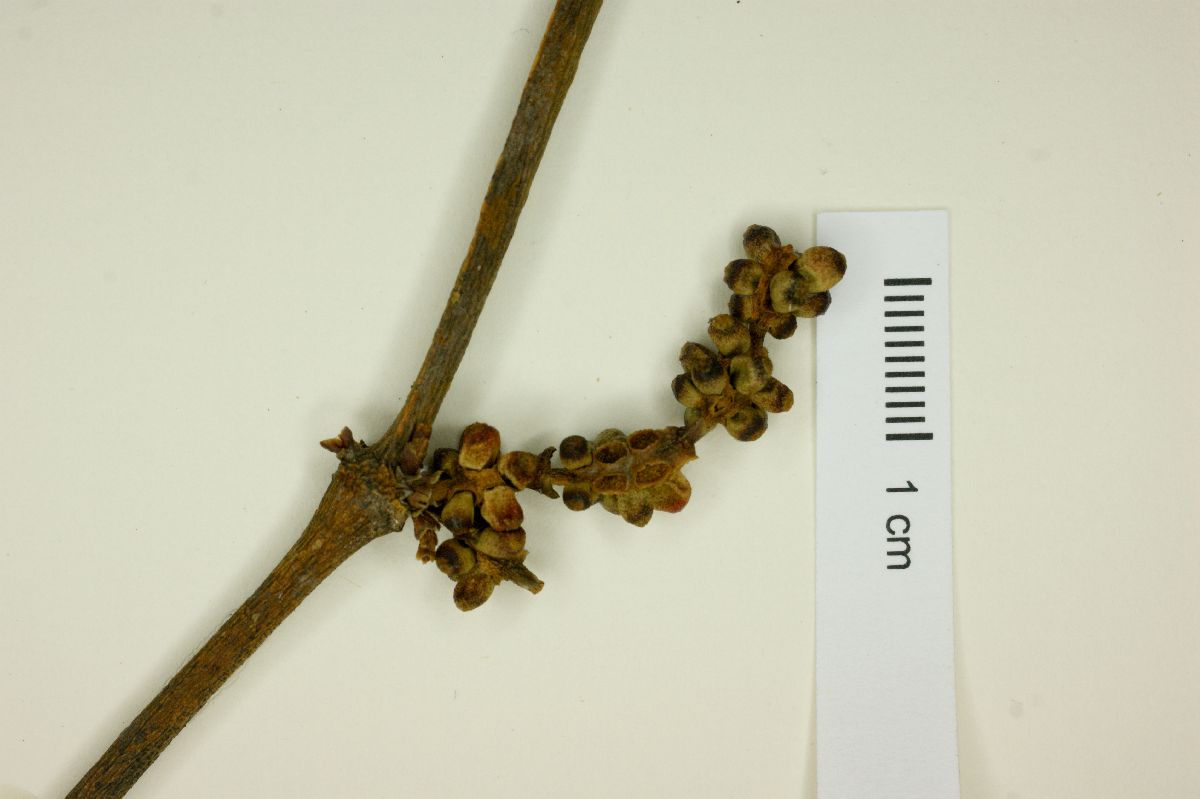 Phoradendron annulatum image