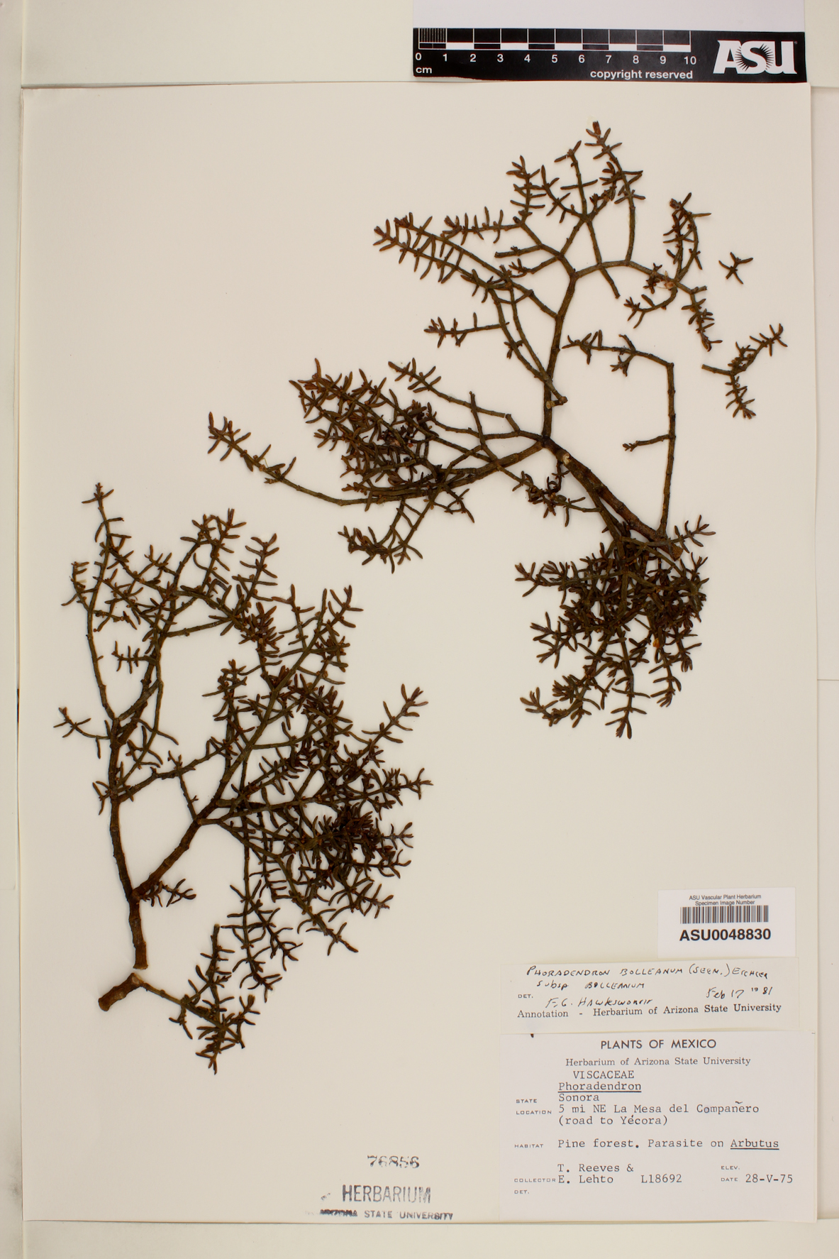 Phoradendron bolleanum var. bolleanum image