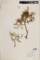Phoradendron bolleanum var. bolleanum image