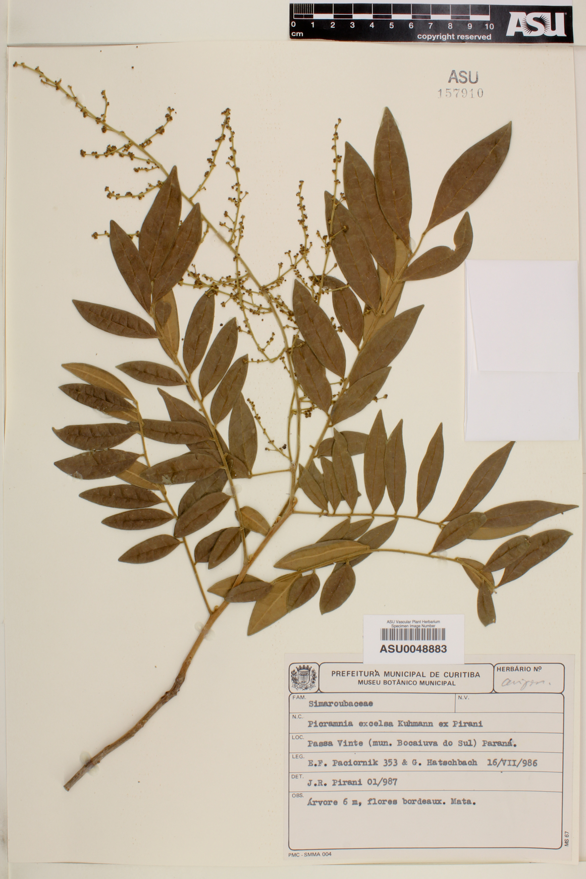 Picramnia excelsa image