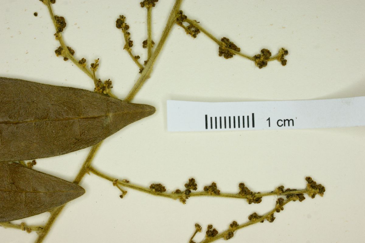 Picramnia excelsa image