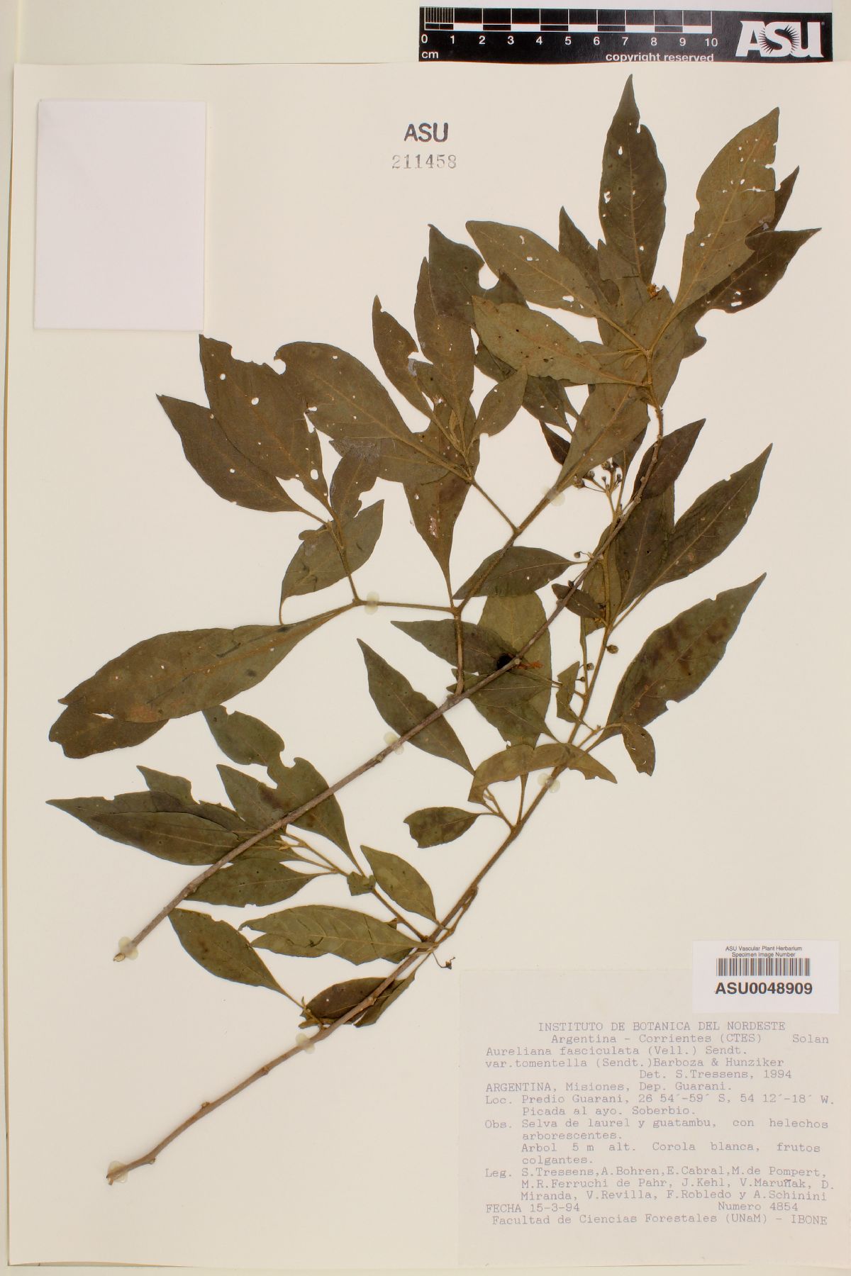 Aureliana fasciculata var. tomentella image