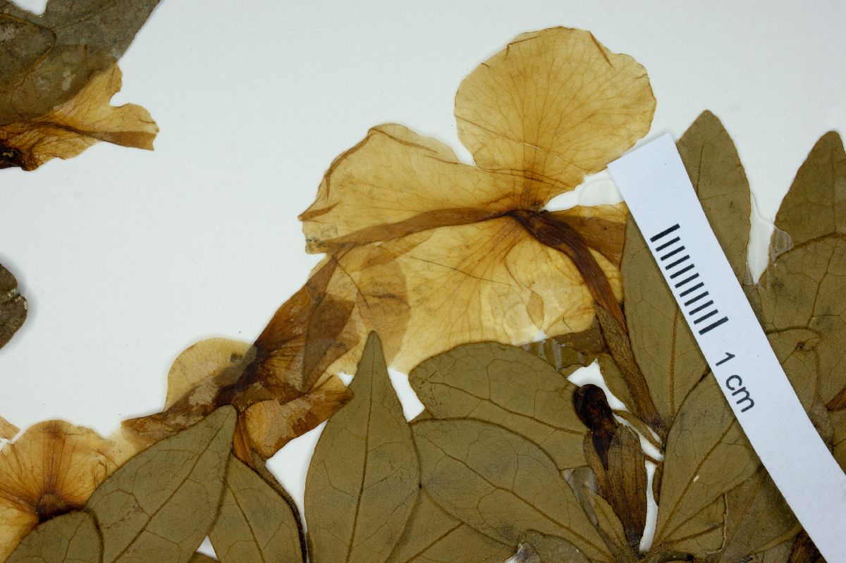 Brunfelsia cuneifolia image