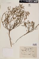 Image of Calibrachoa thymifolia