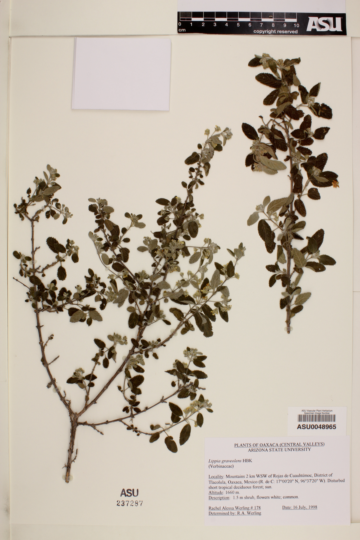 Lippia graveolens image