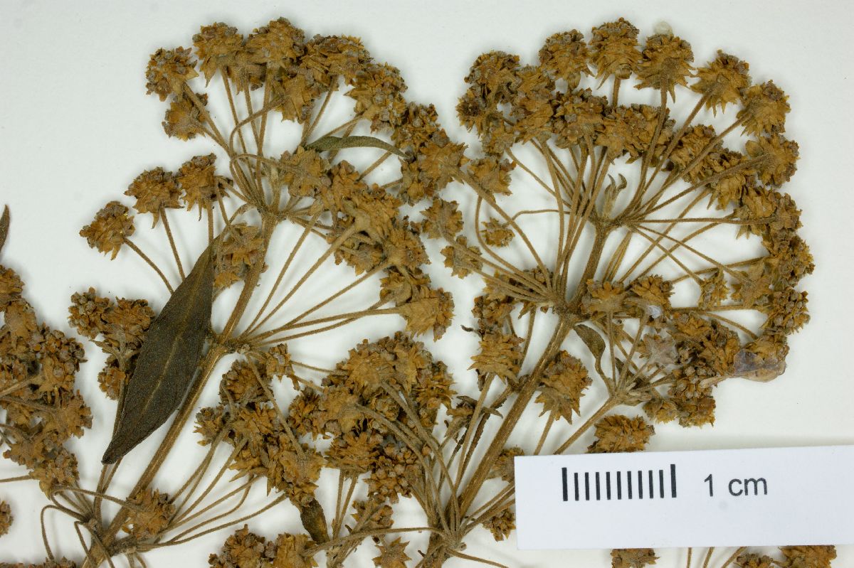 Lippia myriocephala image