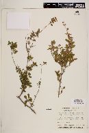 Lippia palmeri image