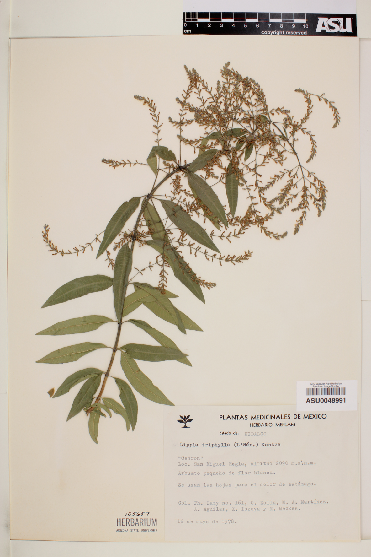 Aloysia triphylla image