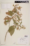 Lippia umbellata image