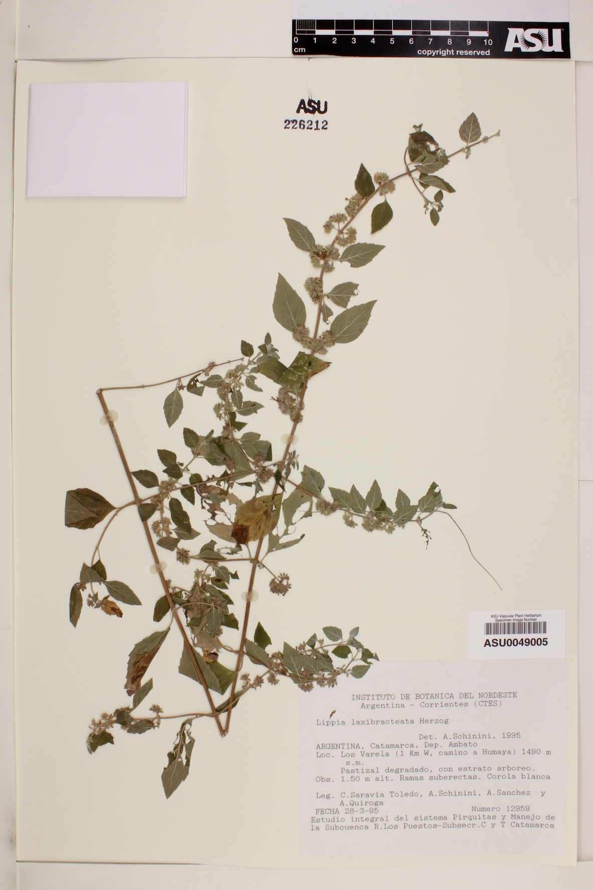 Lippia laxibracteata image