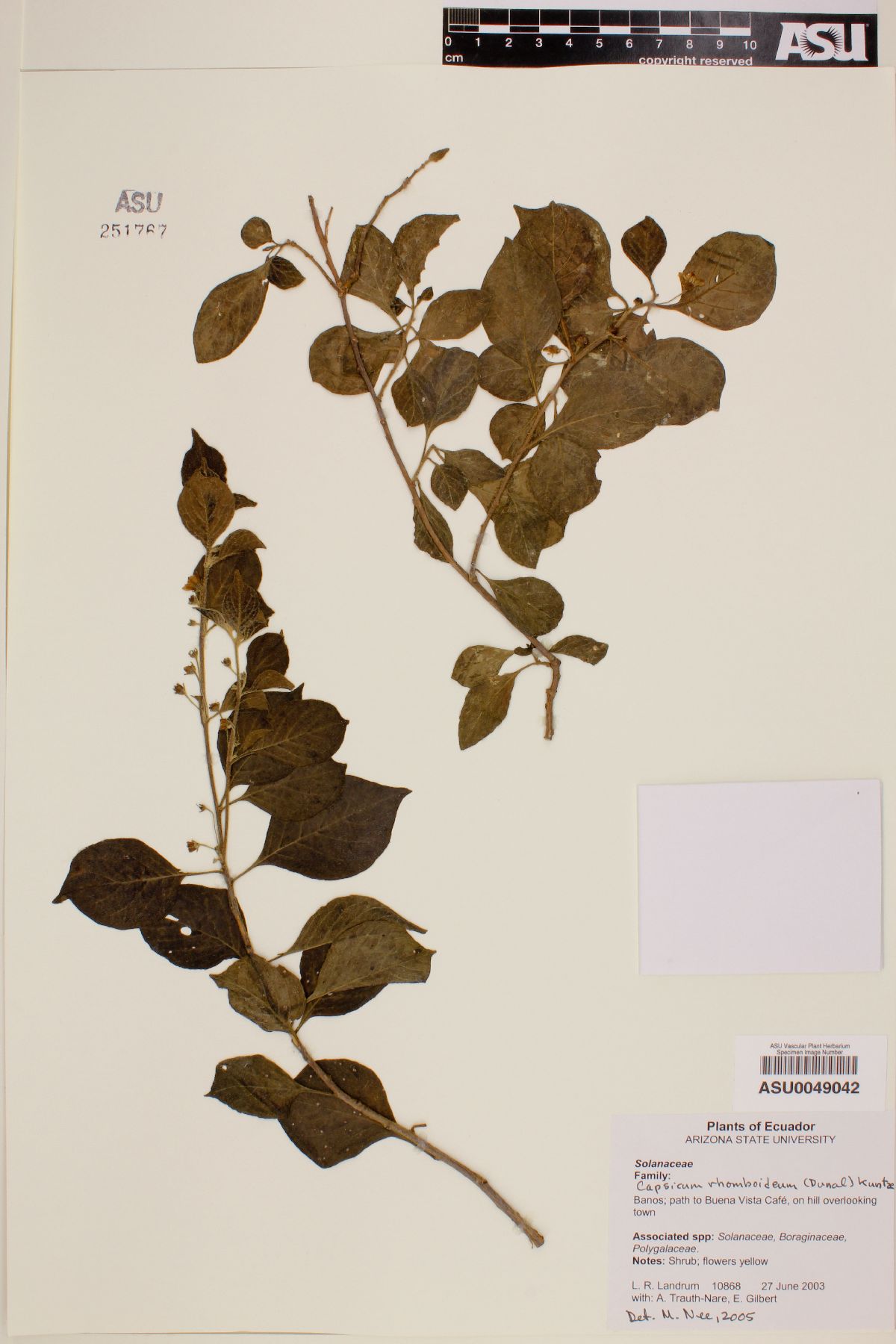 Capsicum rhomboideum image