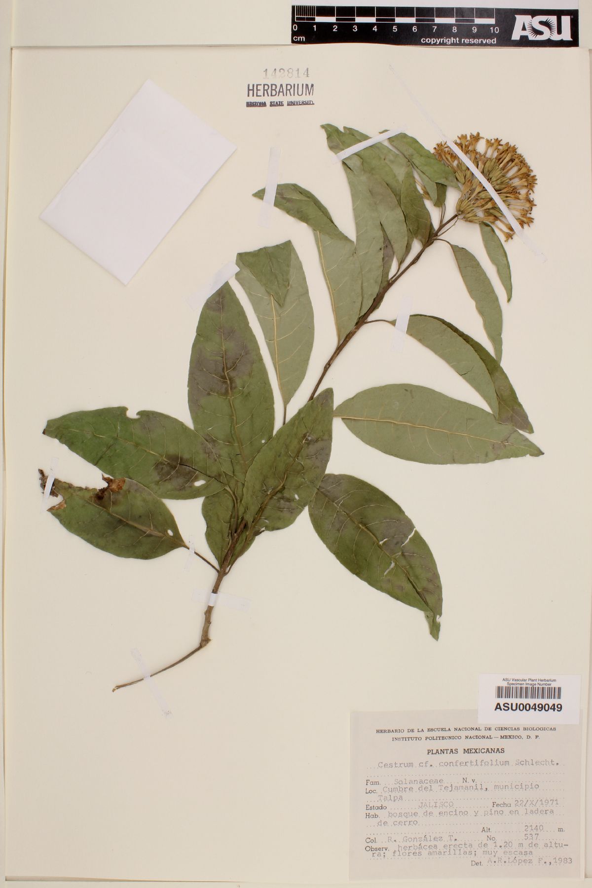 Cestrum confertiflorum image