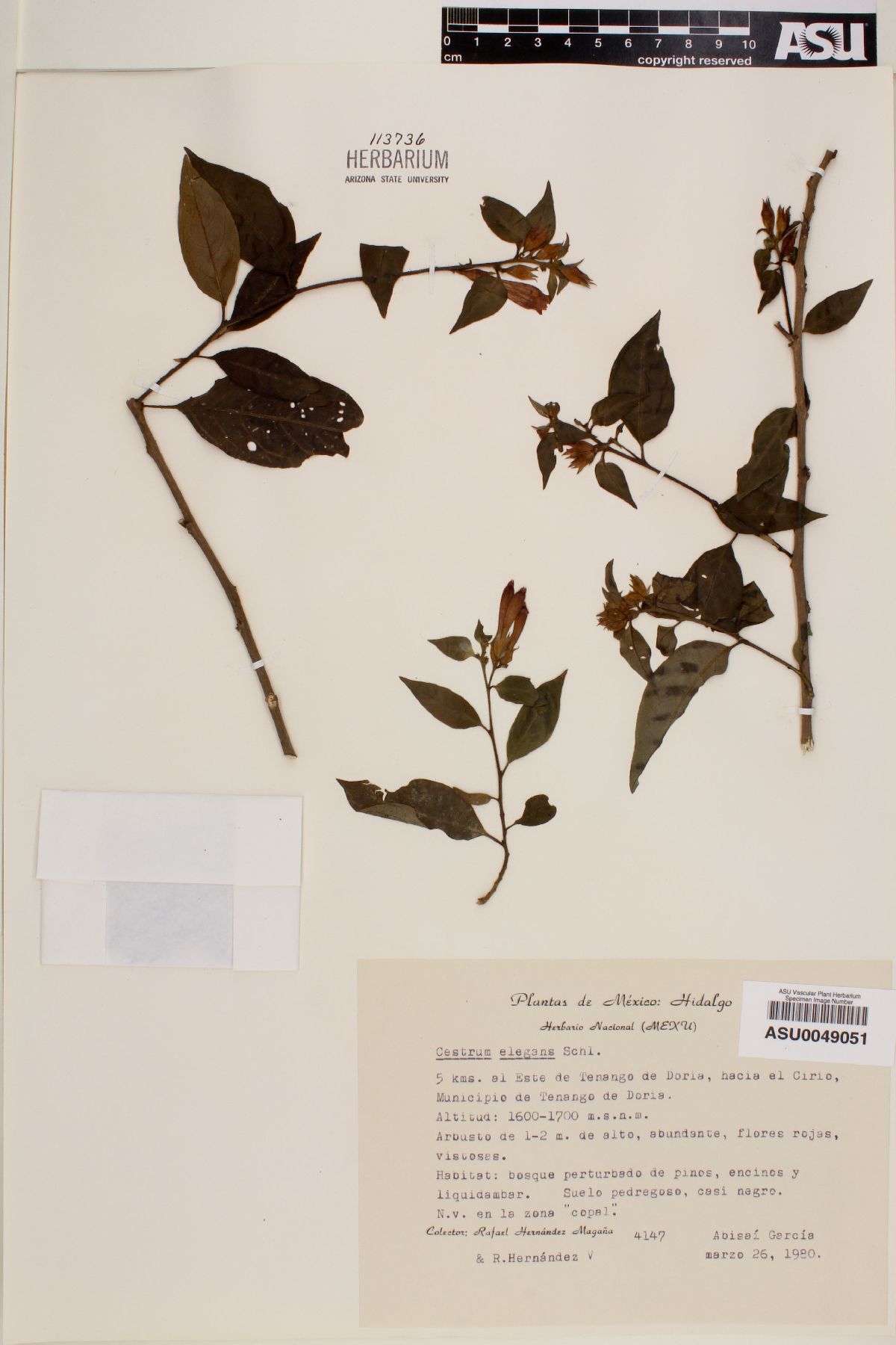 Cestrum elegans image