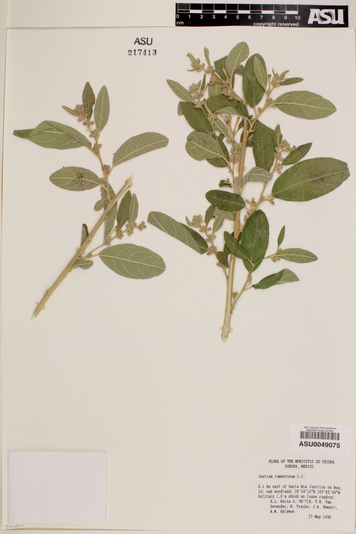 Cestrum tomentosum image