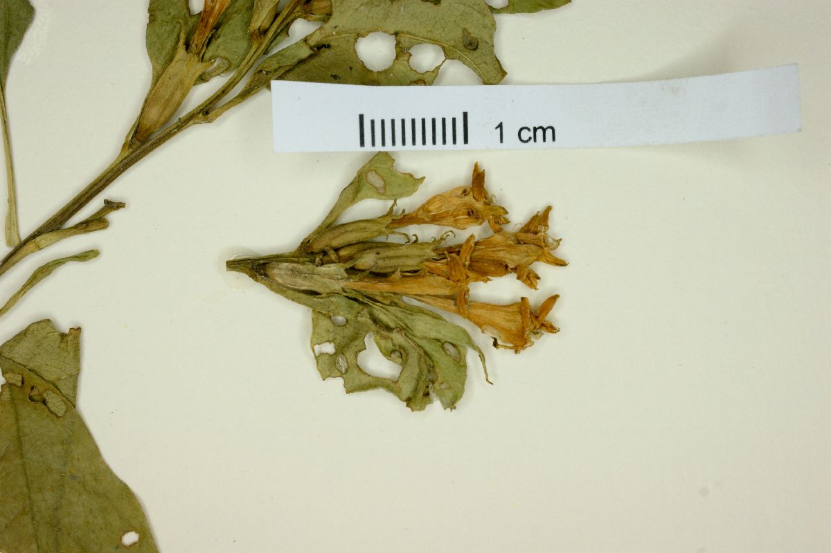 Cestrum aurantiacum image