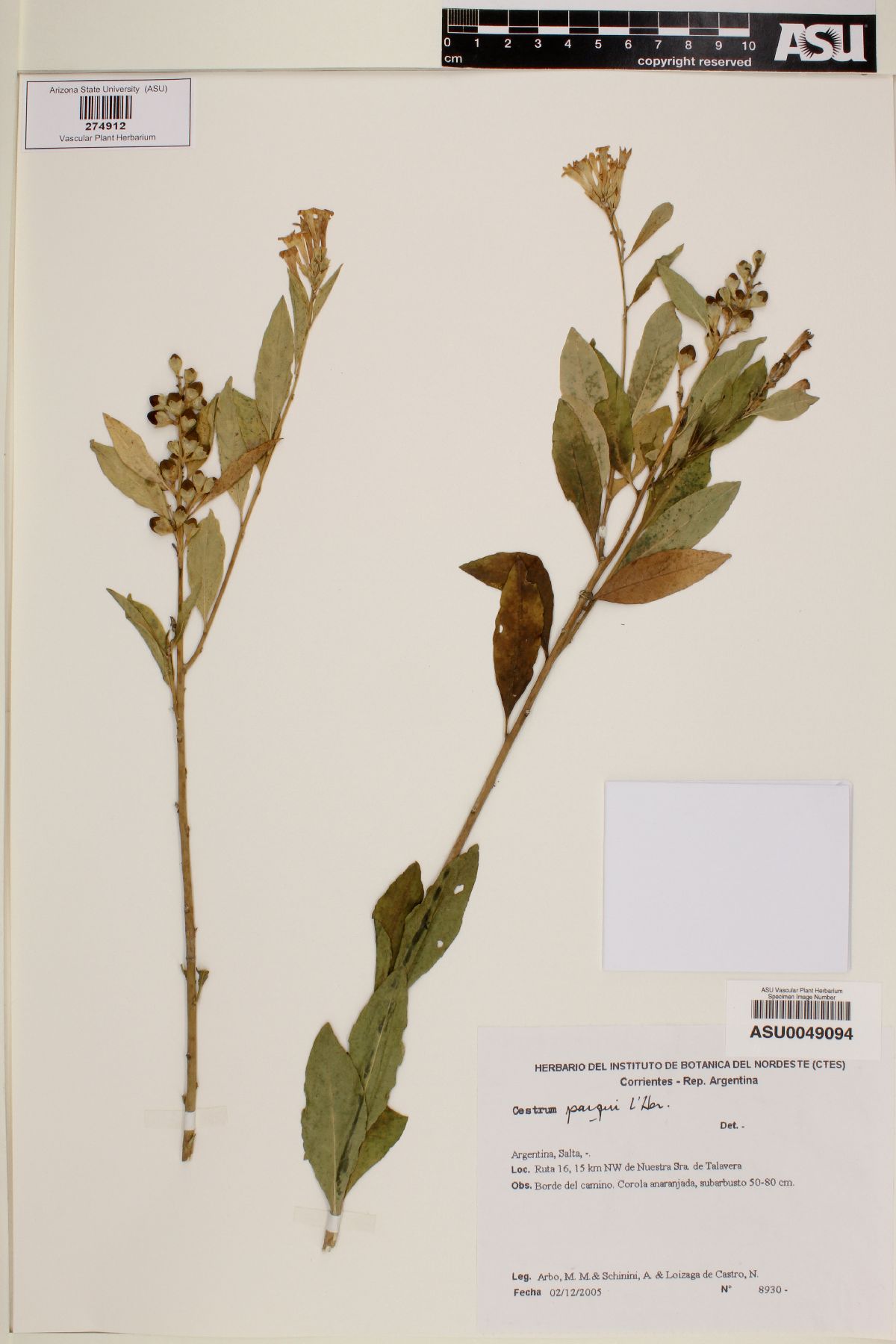 Cestrum parqui image