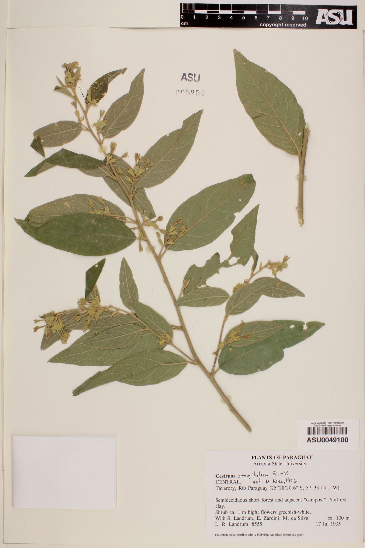 Cestrum strigillatum image