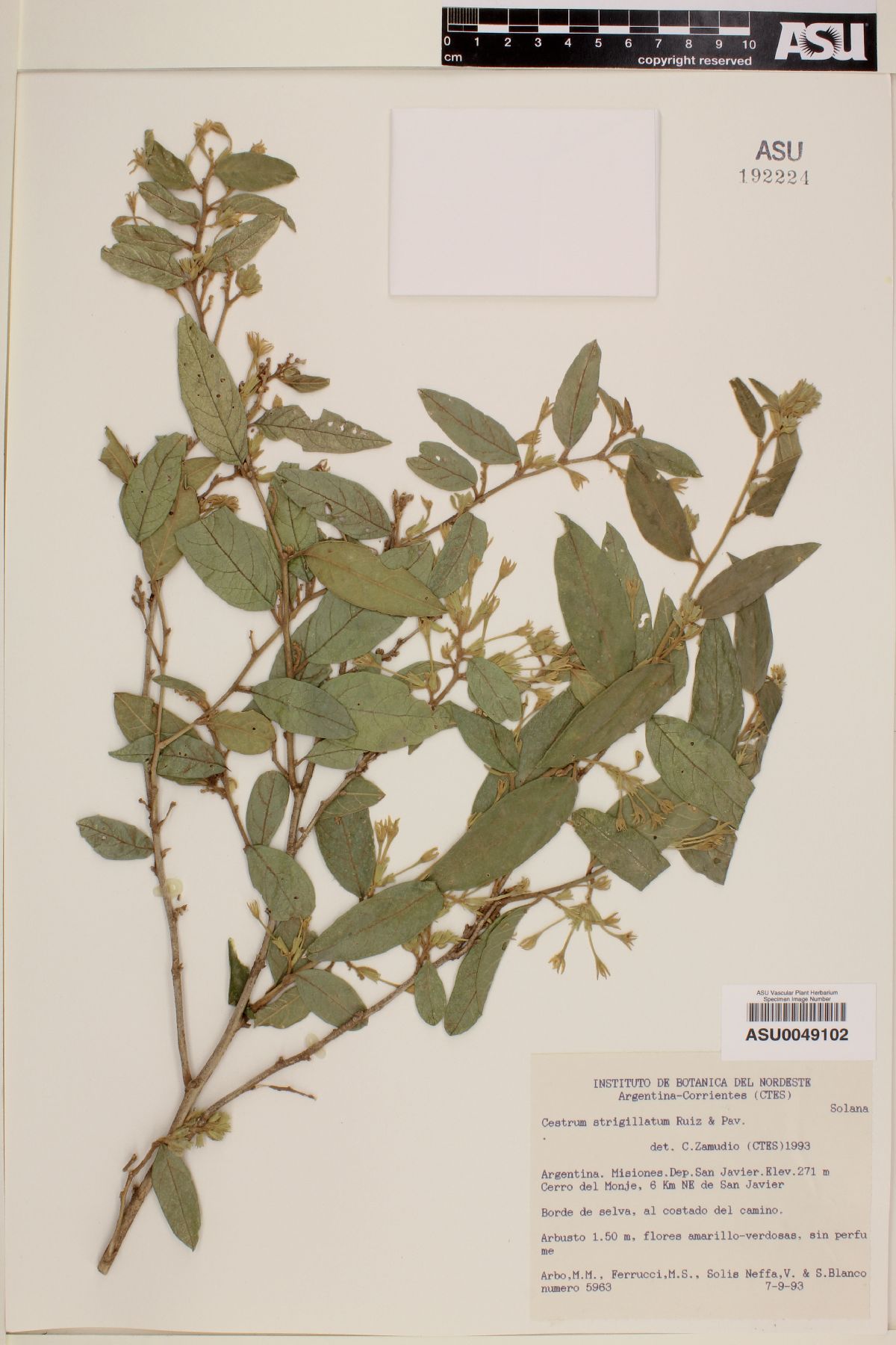 Cestrum strigillatum image