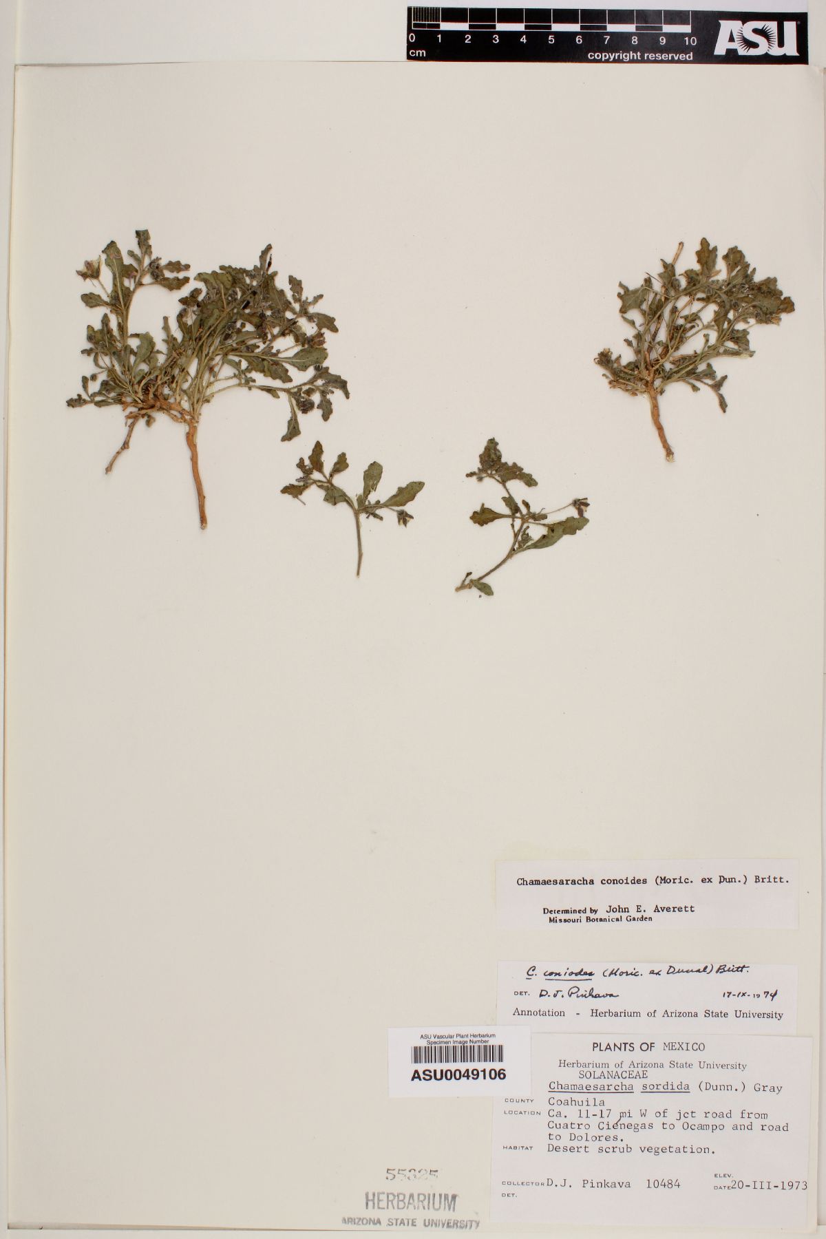 Chamaesaracha conoides image