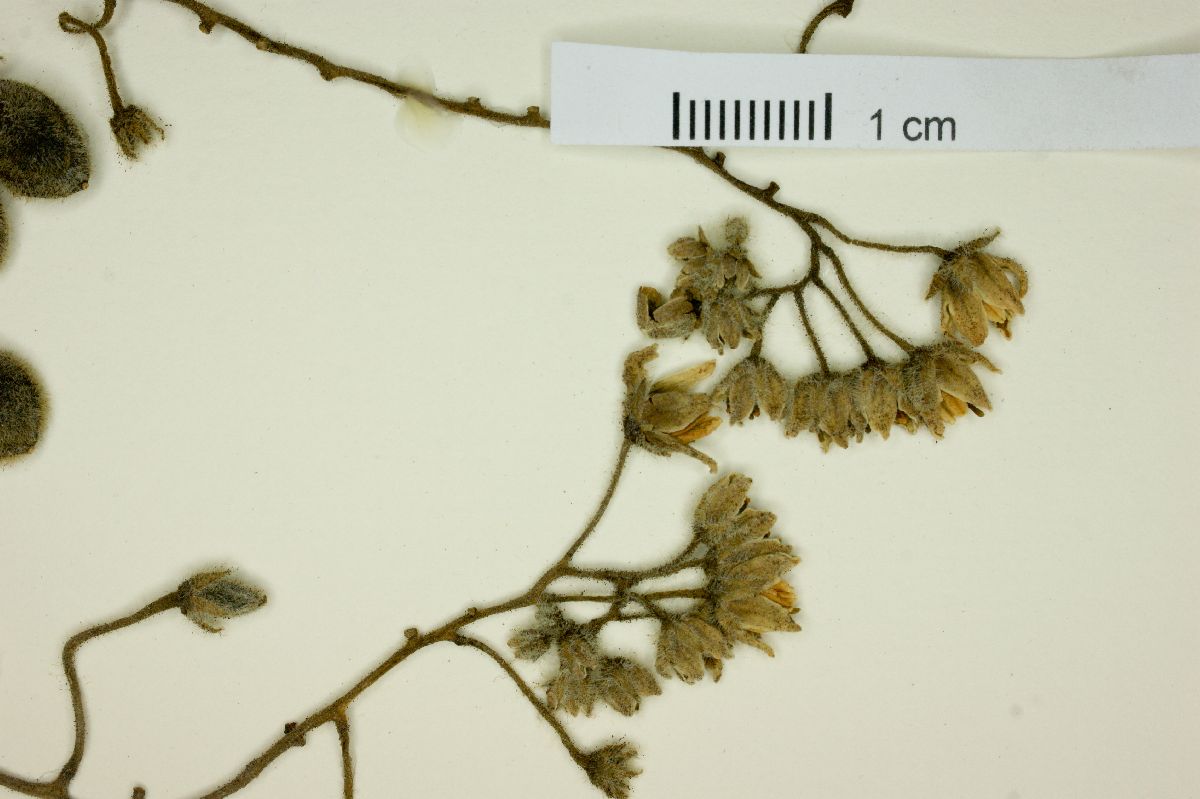 Solanum corymbiflorum image