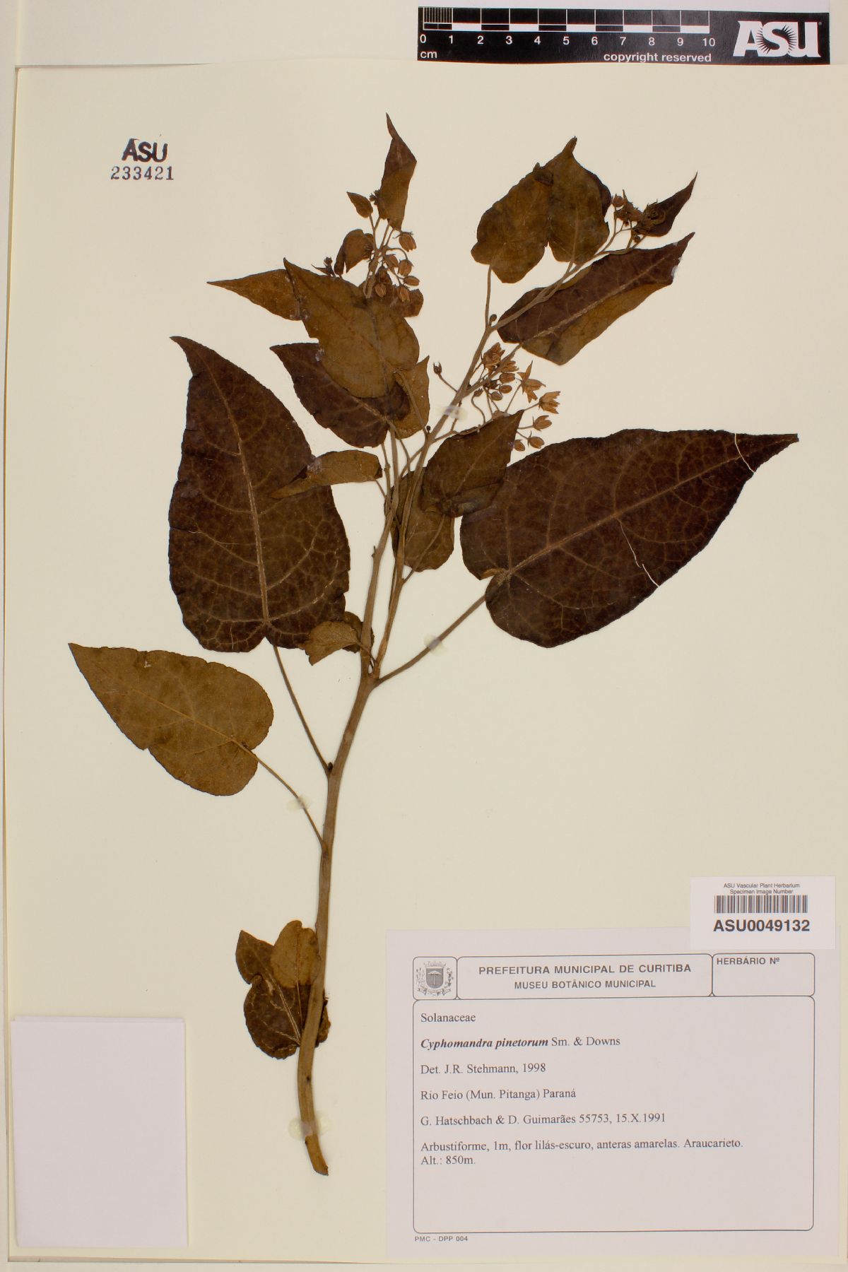 Solanum pinetorum image