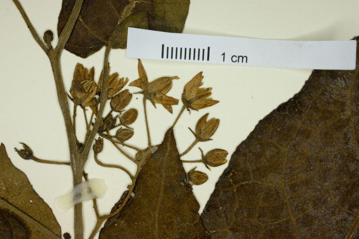 Solanum pinetorum image