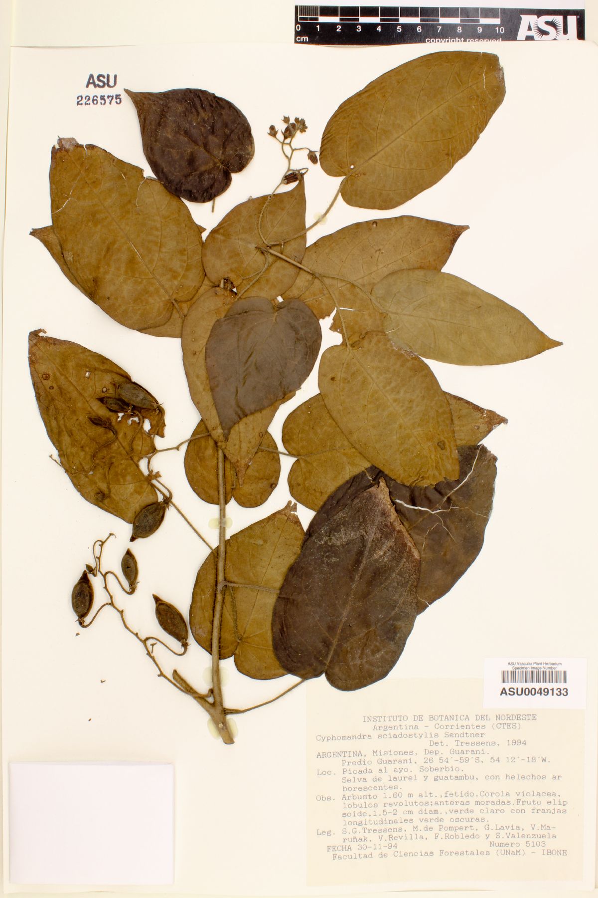 Solanum sciadostylis image
