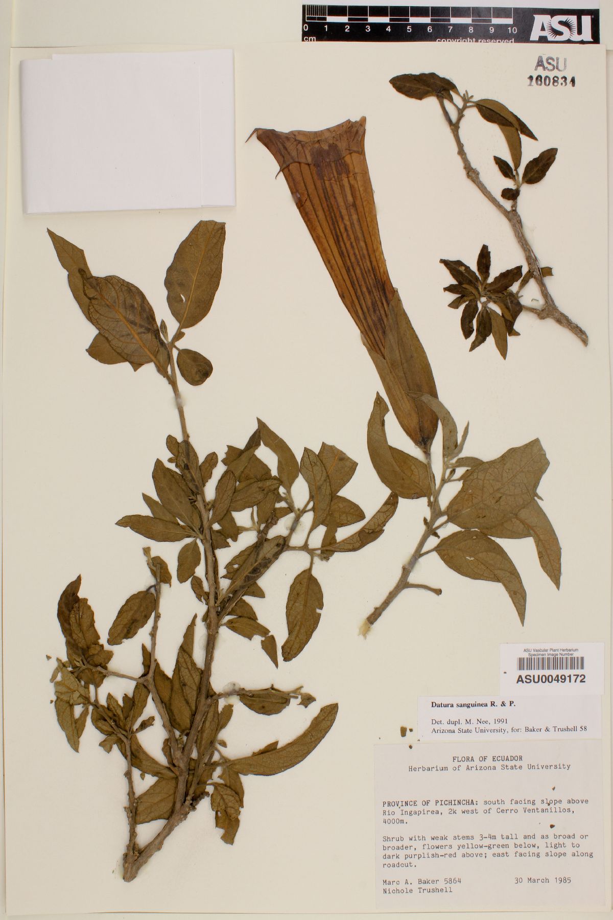 Datura sanguinea image