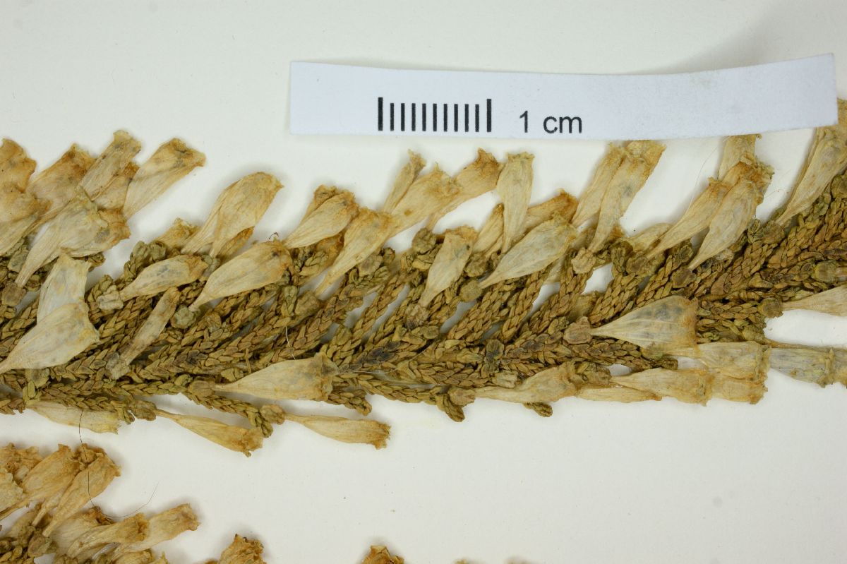 Fabiana imbricata image