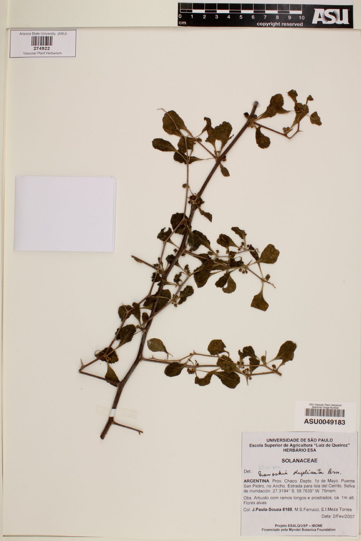 Grabowskia duplicata image