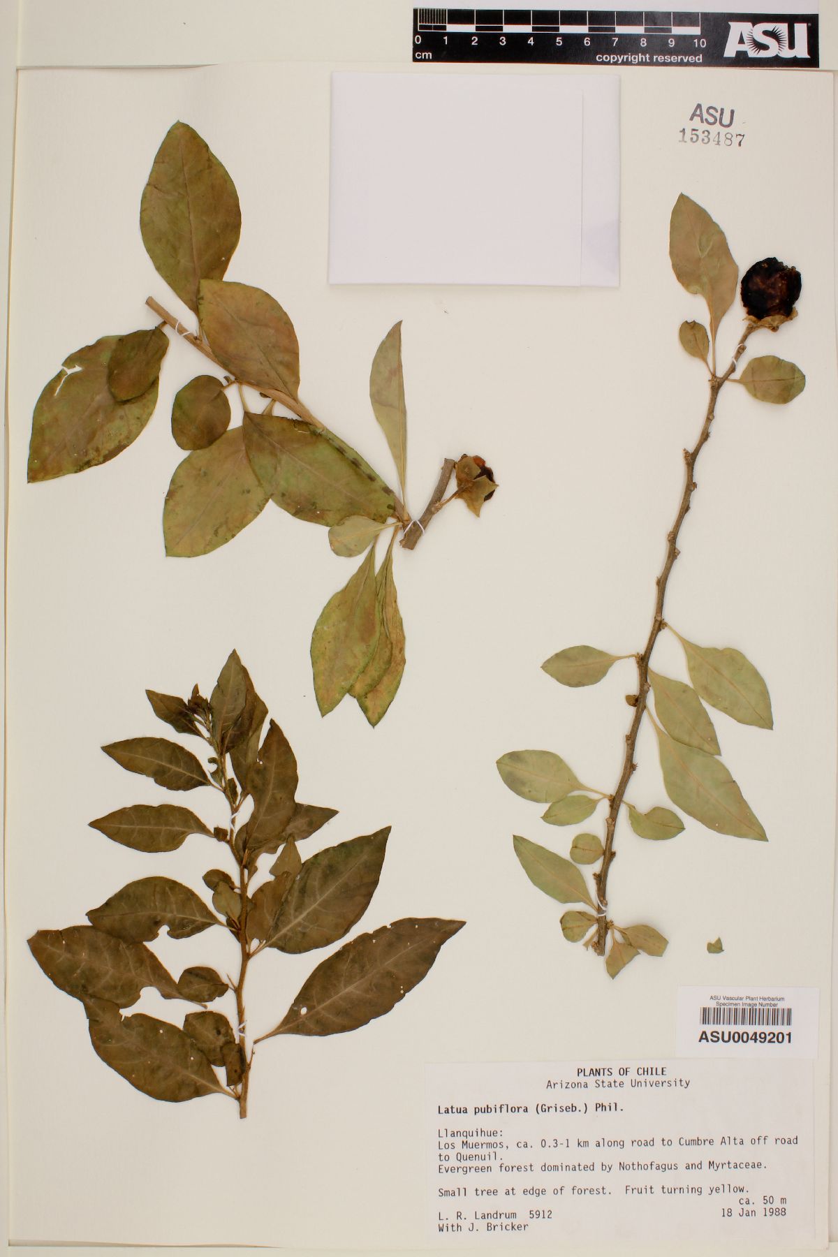 Latua pubiflora image