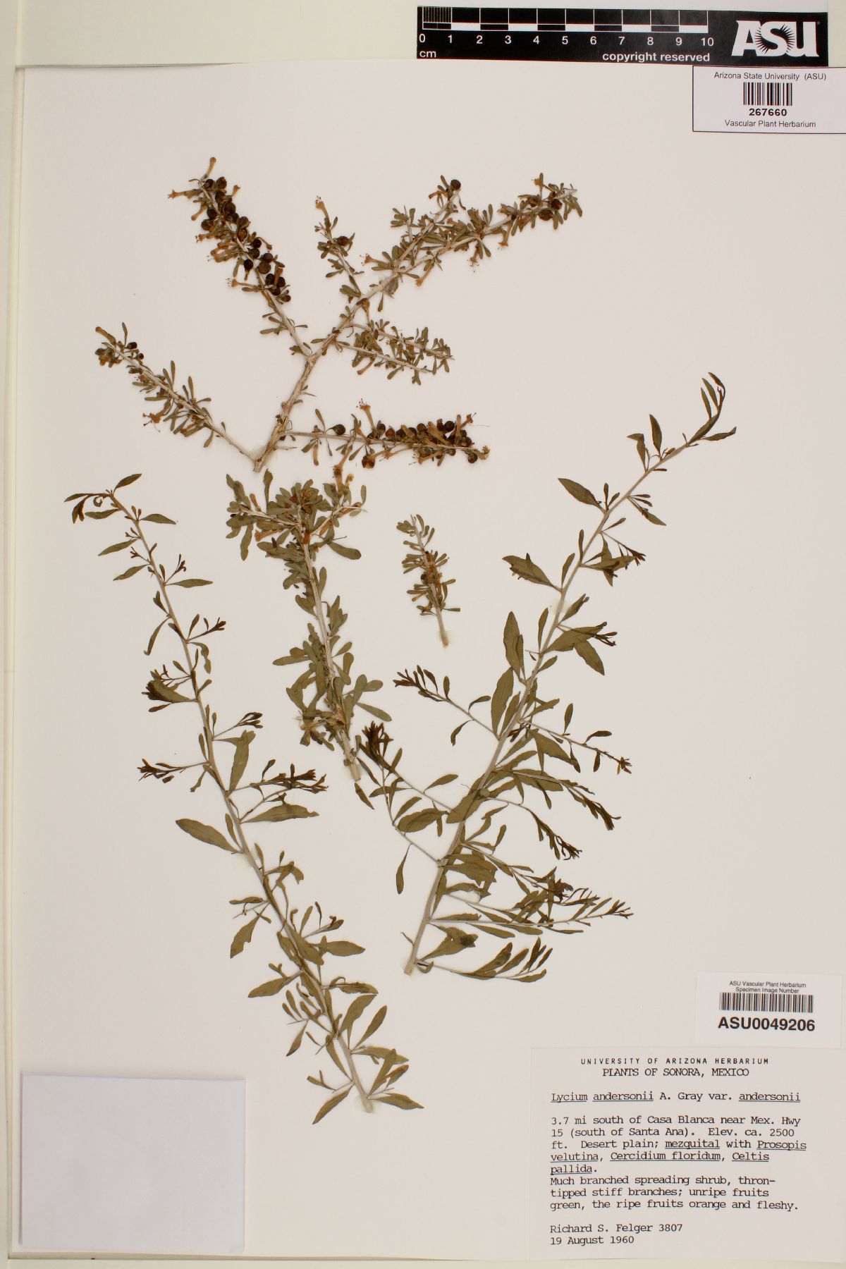 Lycium andersonii var. andersonii image