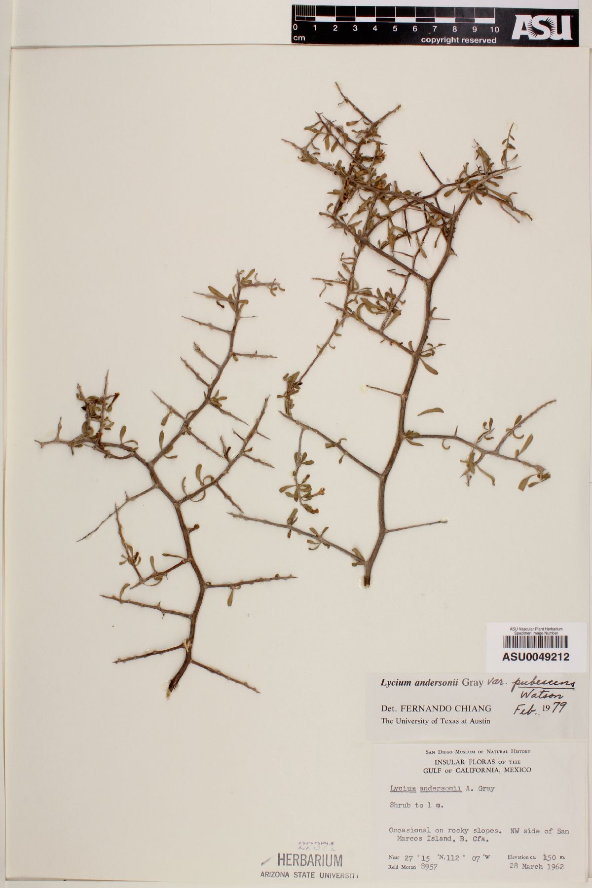 Lycium andersonii var. pubescens image