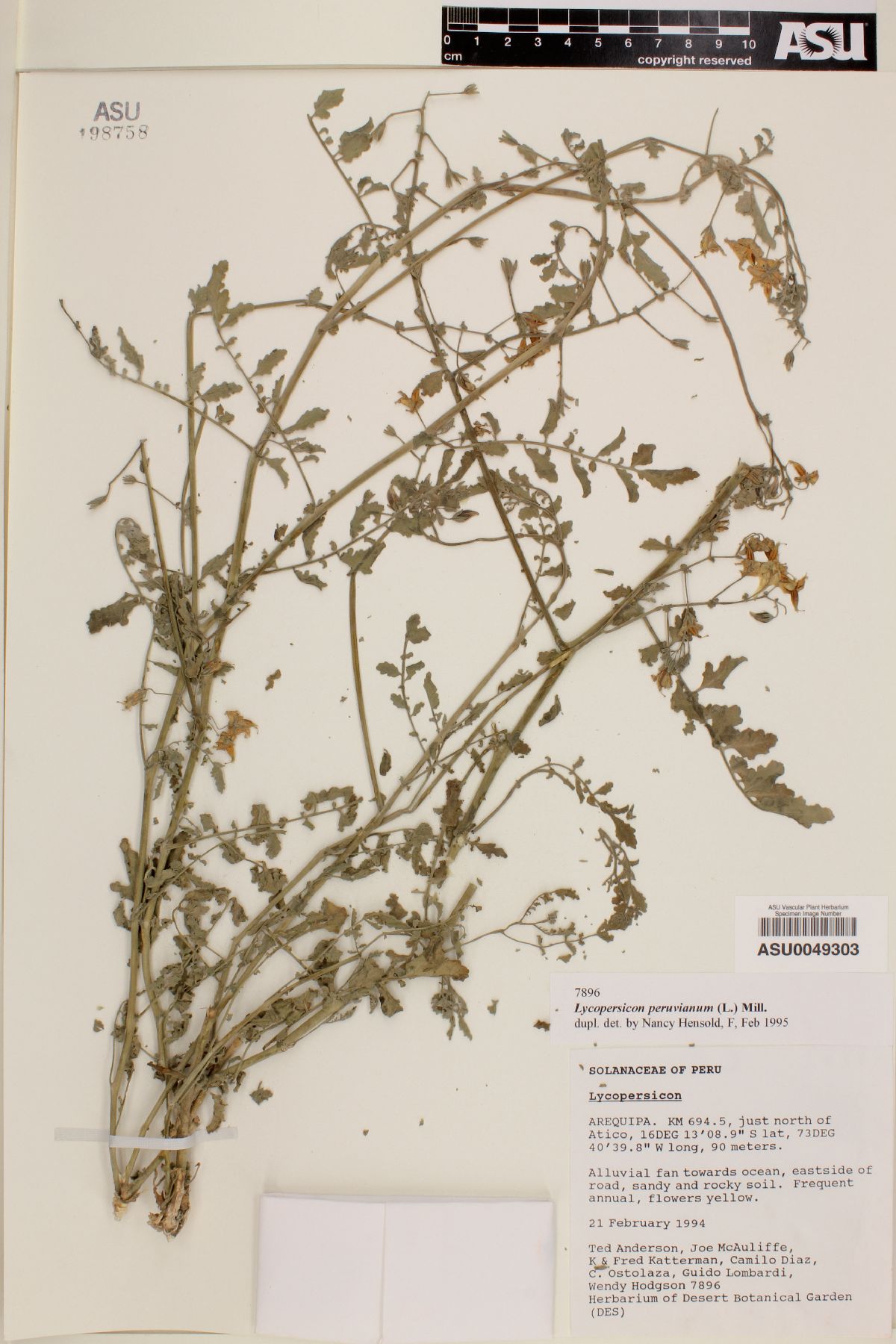 Lycopersicon peruvianum image