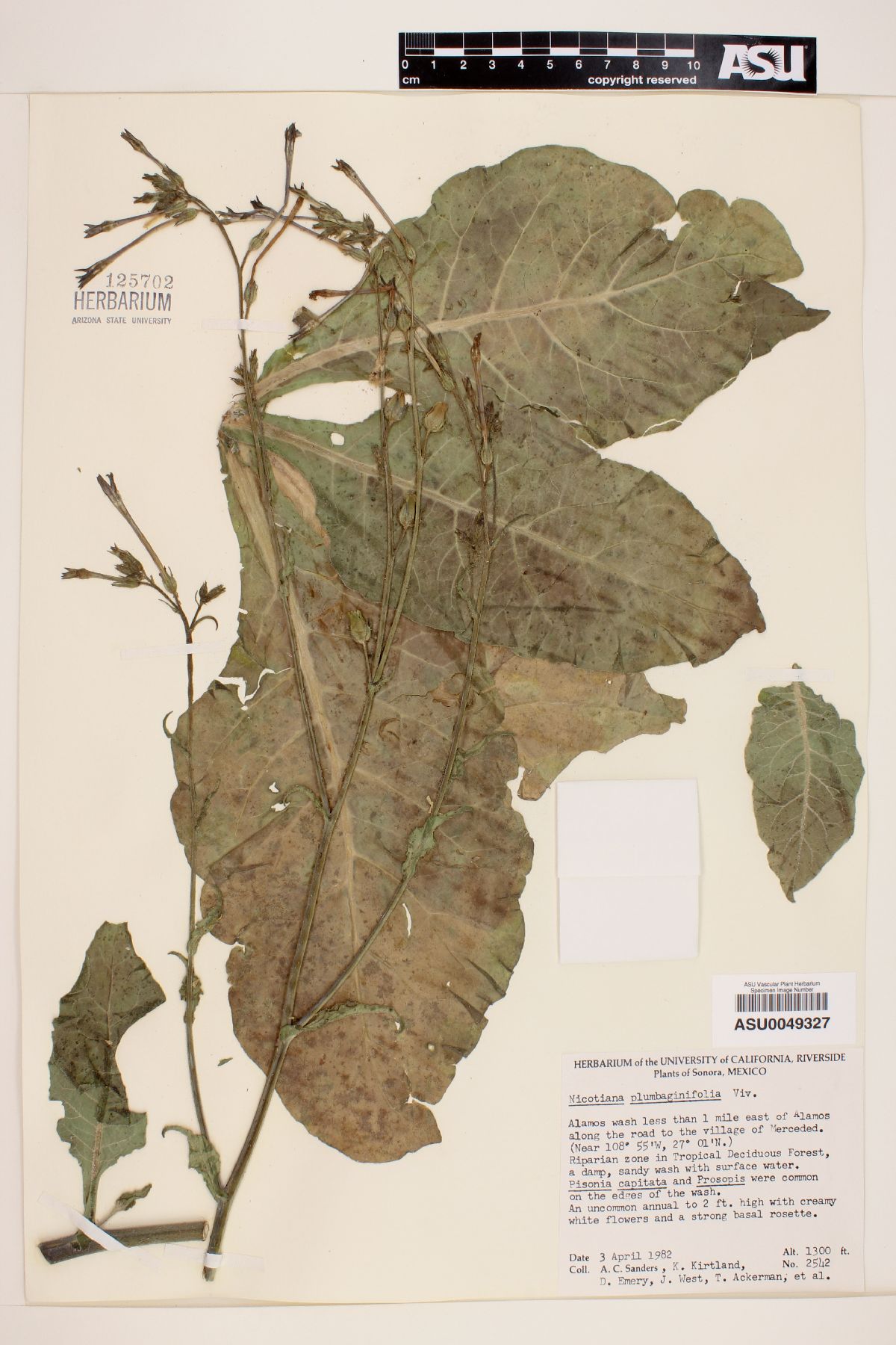 Nicotiana plumbaginifolia image