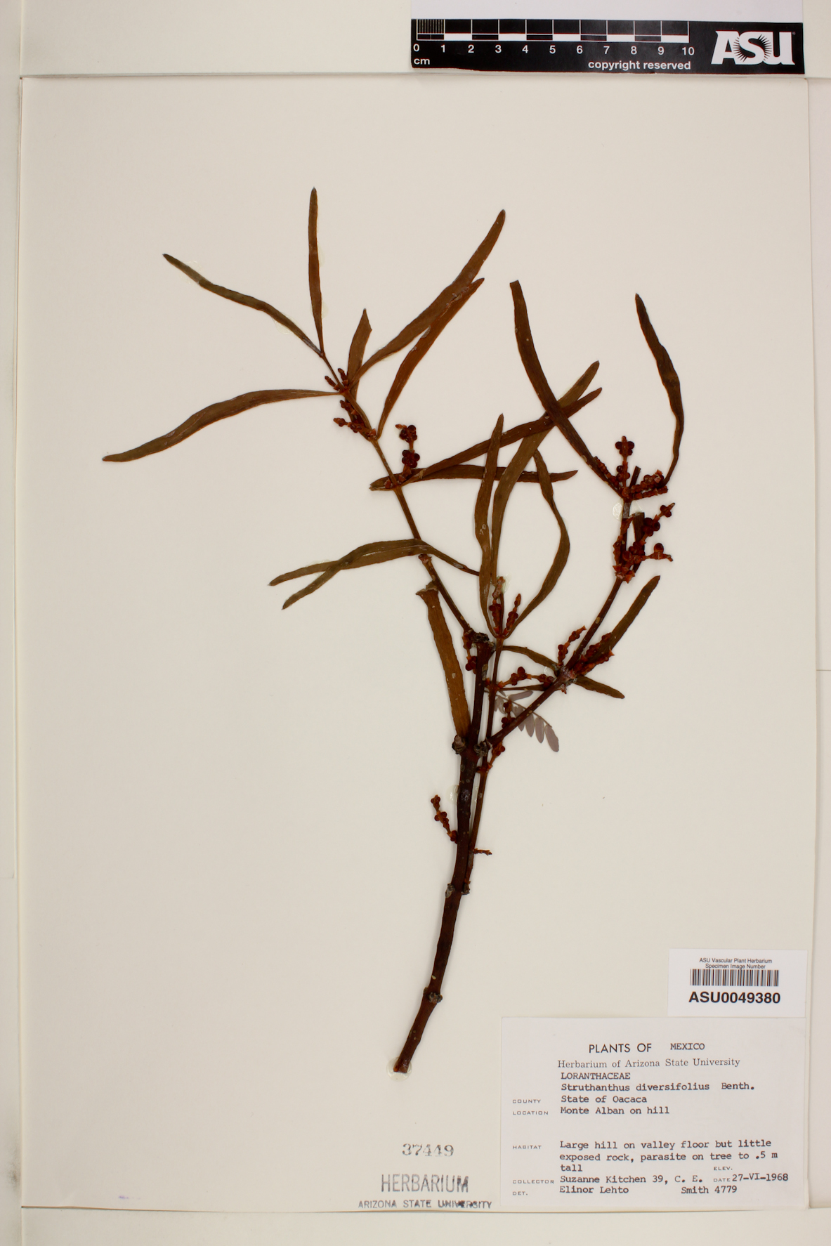 Cladocolea diversifolia image