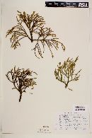 Phoradendron libocedri image