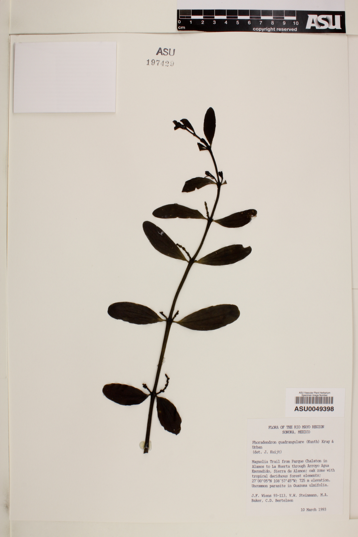 Phoradendron quadrangulare image