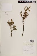 Phoradendron leucarpum subsp. tomentosum image